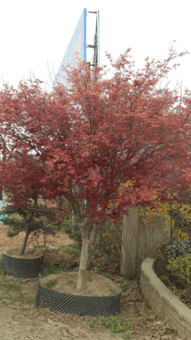 高度400厘米胸徑10厘米地徑12厘米冠幅300厘米日本紅楓價格 圖片 行情 報價 中國花木網