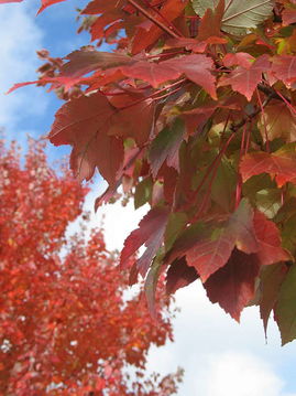 米國出差三周紀實