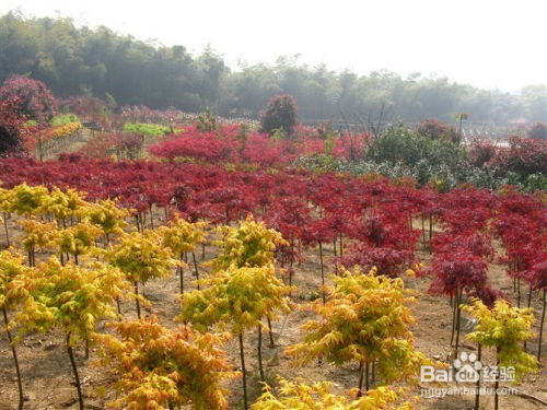 日本紅楓橙之夢提嫁接成活率的四個要訣