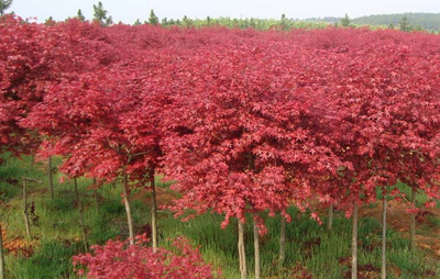 紅楓 日本紅楓 羽毛楓 圖片 品種區(qū)別