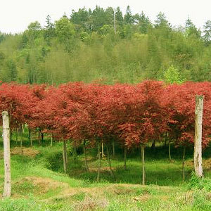 浙湖互愛彩葉花木園藝場(chǎng) - 中國花木資訊網(wǎng)