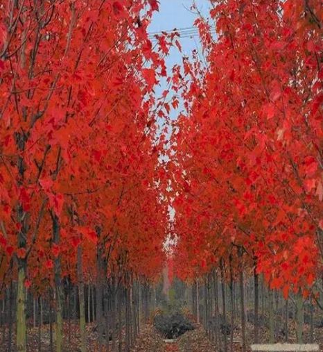 打卡華源發(fā)絕美紅楓:驚艷了時(shí)光,溫柔了歲月