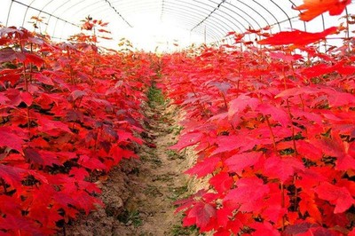 日本紅楓三季紅耐寒能力強嗎?