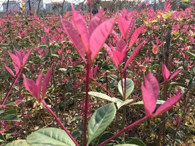 紅楓,美國紅楓,日本紅楓-五色彩桂:獲中國西部園林花木博覽會(huì)金獎(jiǎng)-美國紅楓十月光輝|夕陽紅|紅冠|秋火焰|日本紅楓獅子頭、三河八房、紅三河批發(fā)【華石紅楓 tel:4006168511】-www.shmmw.com