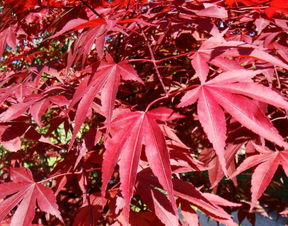 日本紅楓 三季紅的市場走向以及價值