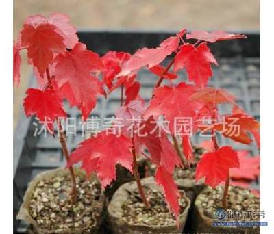 【博奇園林綠化苗木樹苗庭院植物日本紅楓苗紅絲帶紅楓樹苗量大優惠】沭陽博奇花木園藝場 - 產品庫