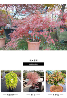 花纏楓樹(shù) 日本紅楓進(jìn)口楓樹(shù)庭院花園植物陽(yáng).
