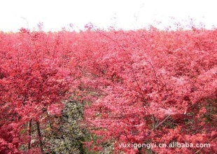 【小苗紅葉美人梅】?jī)r(jià)格、產(chǎn)品供應(yīng),小苗紅葉美人梅廠家批發(fā)列表2-1024商務(wù)網(wǎng)