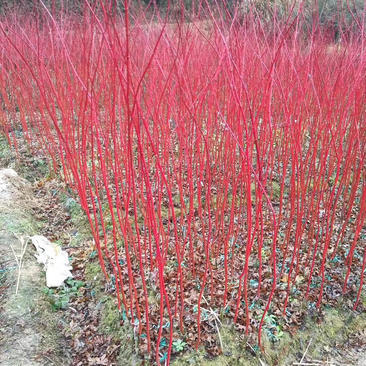 赤楓小苗紅桿子楓樹(shù)新品珊瑚閣日本紅楓樹(shù)苗