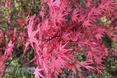 日本紅楓和美國紅楓哪個好,區別有幾點