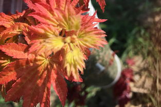 日本紅楓橙之夢(mèng) 赤金楓引爆彩葉苗木市場(chǎng)