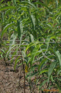 花卉種子 種苗產(chǎn)品列表 007商務(wù)站 全球網(wǎng)上貿(mào)易平臺(tái) 第89頁(yè)