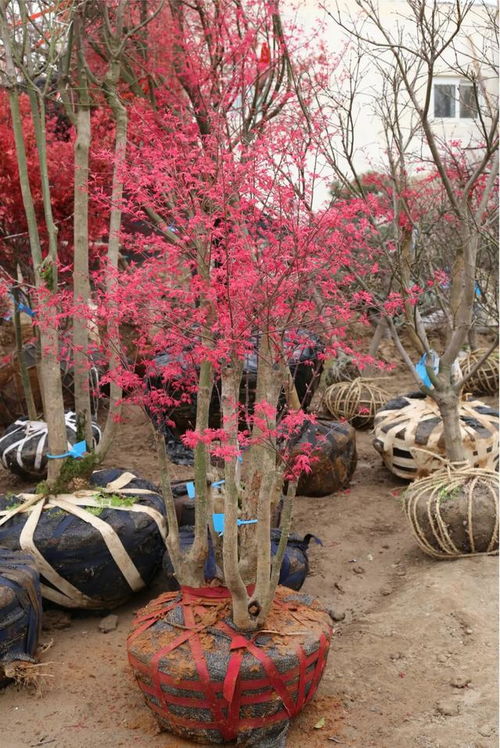 春意盎然,北京華源發(fā)花木市場(chǎng)走貨活躍