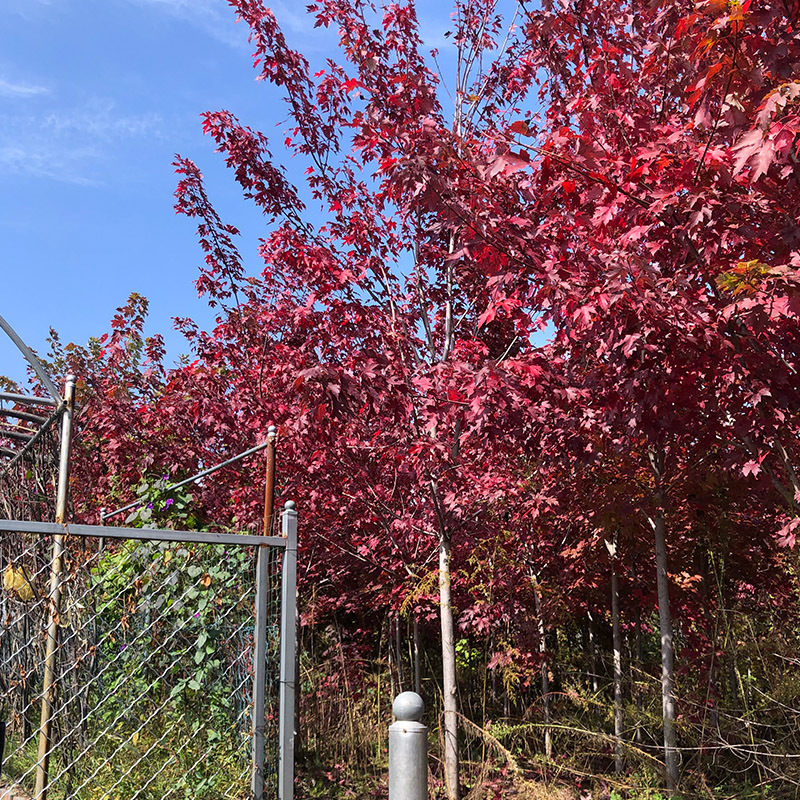 紅楓樹基地批發(fā)園林工程綠化樹木景區(qū)觀賞喬木日本紅楓美國(guó)紅楓樹