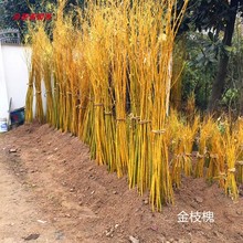 美國(guó)竹柳苗