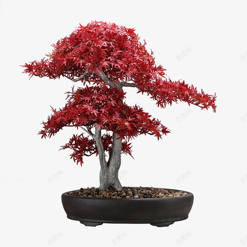 中式日式仿真紅色楓樹雞爪楓日式餐廳日式料理壽司店茶 元素 免摳png 設計圖片 免費下載 頁面網(wǎng)頁 平面電商 創(chuàng)意素材 楓樹素材