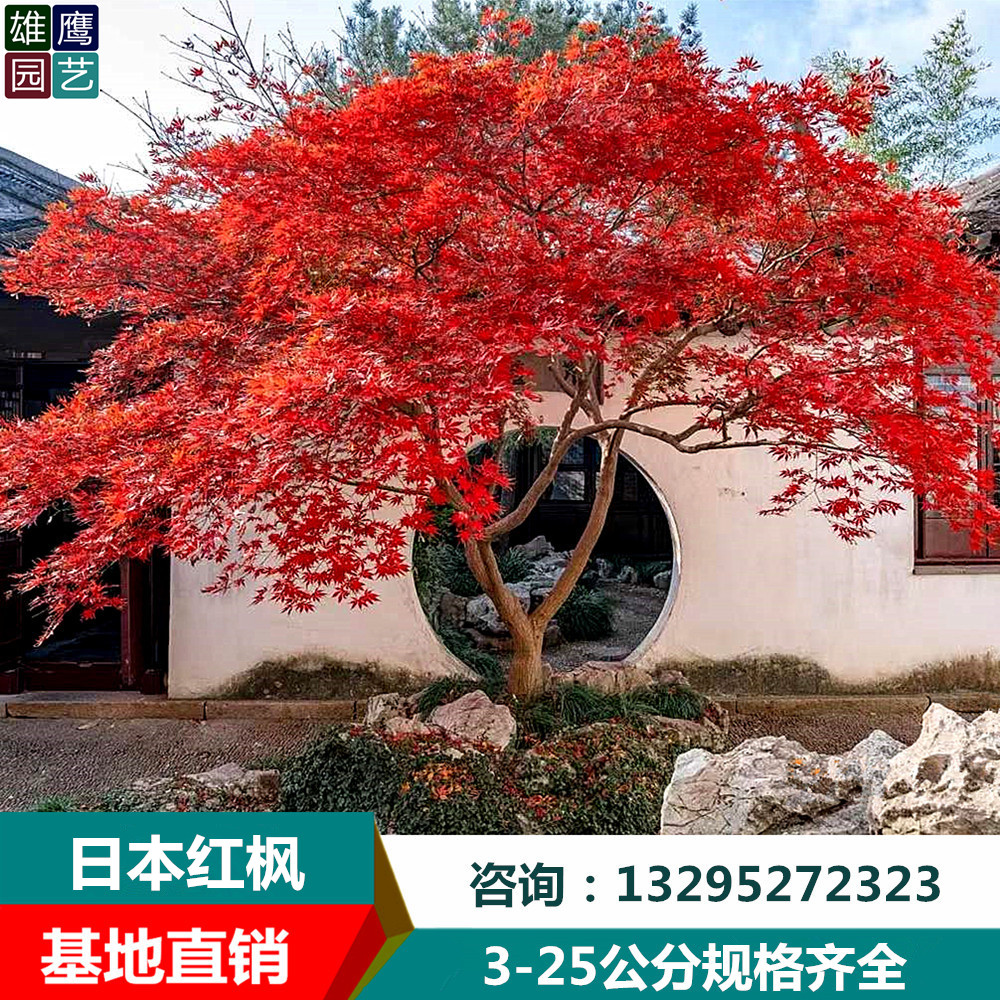 日本紅楓大樹苗紅舞姬三季紅南北方別墅庭院景區(qū)工程綠化彩葉樹種