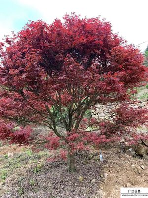 紅楓和日本紅楓的區別是什么