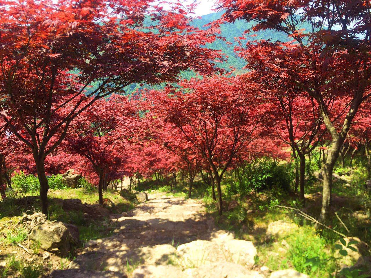 楓樹羽毛楓盆栽紅楓樹苗日本紅楓庭院花園植物陽臺(tái)盆景黃金楓包郵