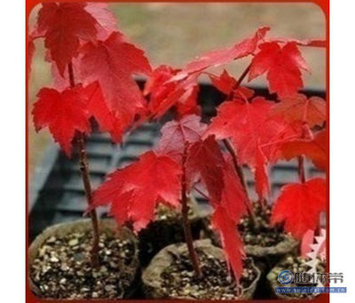 【批發(fā)正宗日本紅楓種子美國紅楓種子貨真價(jià)實(shí)放心購買】沭陽縣飄花香花卉園藝中心 - 產(chǎn)品庫