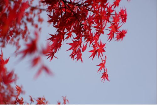 沙灣 日本紅楓 紅袖善舞翠云間