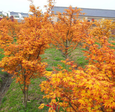 黃金楓 紅楓 紅舞姬 黃金楓苗日本紅楓樹苗