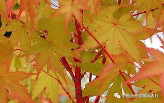 我的日本紅楓種植初體驗