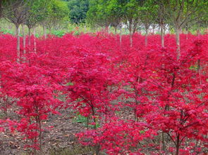地徑4公分5公分8公分日本紅楓小苗 日本紅楓價格