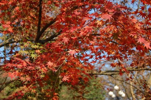 攻略 南京紅楓,獨特風韻能和日本京都媲美