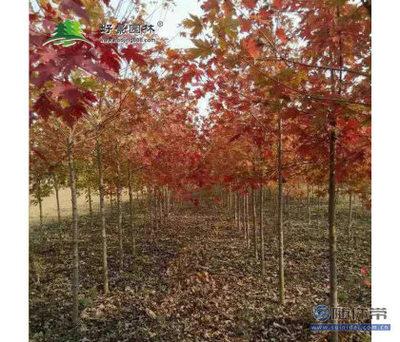 【好景園林批發彩色樹種美國紅楓花木基地直銷美國紅楓小苗日本紅楓苗】沭陽縣好景園林綠化苗木場 - 產品庫