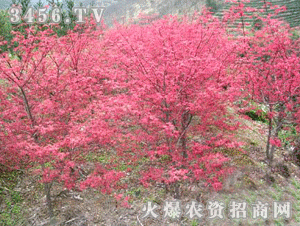 佳禾園藝 日本紅楓