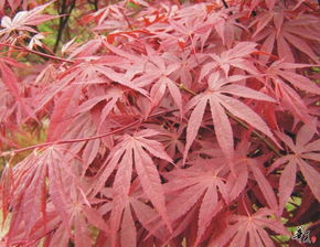 精選日本紅楓，安徽合肥肥西專業(yè)供應，規(guī)格齊全量大從優(yōu)