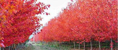 美國紅楓'十月光輝'的種植方法與園林用途，以及小苗價格與基地介紹——兼談日本紅楓的區(qū)別