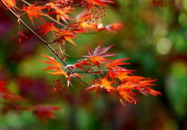 四明山櫻花紅楓1日游 含丹山赤水大峽谷與日本紅楓的醉人秋色