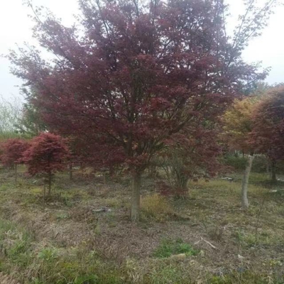 日本紅楓的購買渠道與價格分析——以浙江12公分日本紅楓為例