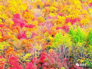 紅楓童話·邊境漫游 沈陽(yáng)故宮至丹東中朝邊境六日秋色之旅