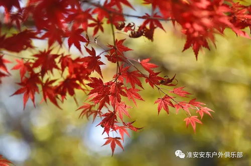 漫山紅楓染棲霞，一日盡賞金陵秋——安東戶外游江蘇11月19日南京棲霞山賞楓活動(dòng)召集