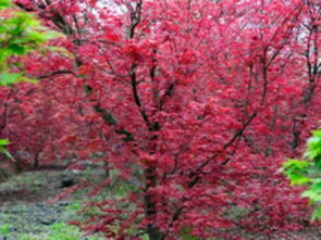 巴南五洲園 漫山紅楓染金秋，一日盡覽園林奇觀